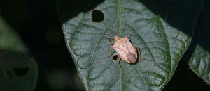 Ohio Field Leader Soybean Stink Bug Identification