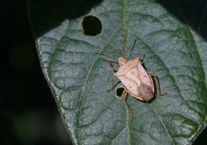 Ohio Field Leader Soybean Stink Bug Identification