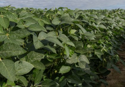Ohio Field Leader Soybean Conservation Practices