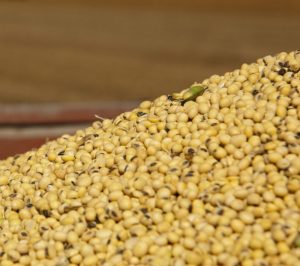 Ohio Soybean Field Leader Soybean Seed Quality