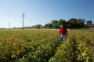 Farmer scouting soybean fields in the fall.