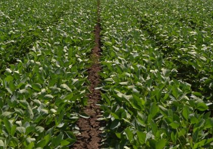 Field Leader Soybean Performance Plot Trial Highlights for 2018