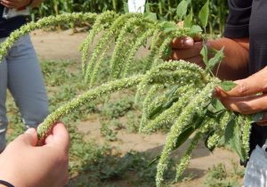 Palmer Amaranth is an invasive pigweed. Get tips for controlling it from Ohio Field Leader.