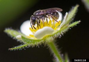 Soybean fields are home to a surprising number of pollinators.